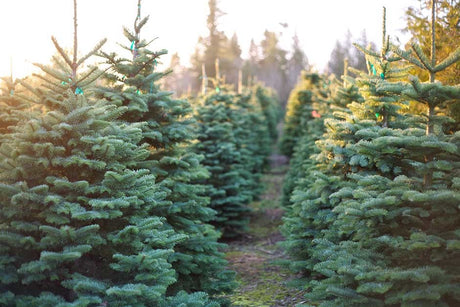 Noble Fir vs Nordmann: Which Christmas Tree is Best for Your Holiday Season