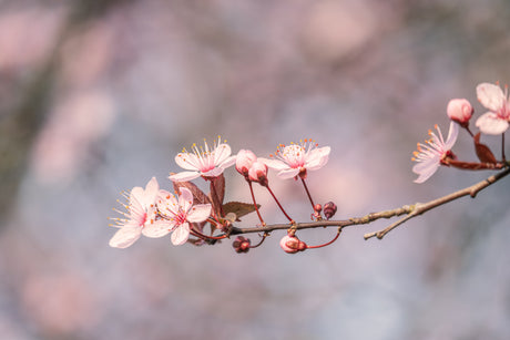 Weekly Reset: The Gentle Ritual of Fresh Flowers
