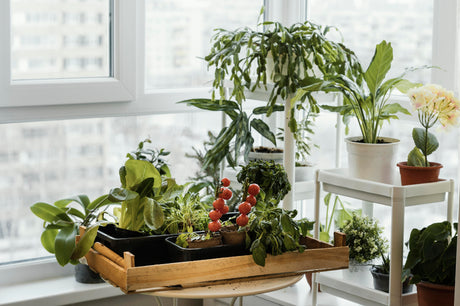 Simple Ways to Bring the National Day Spirit Into Your Space