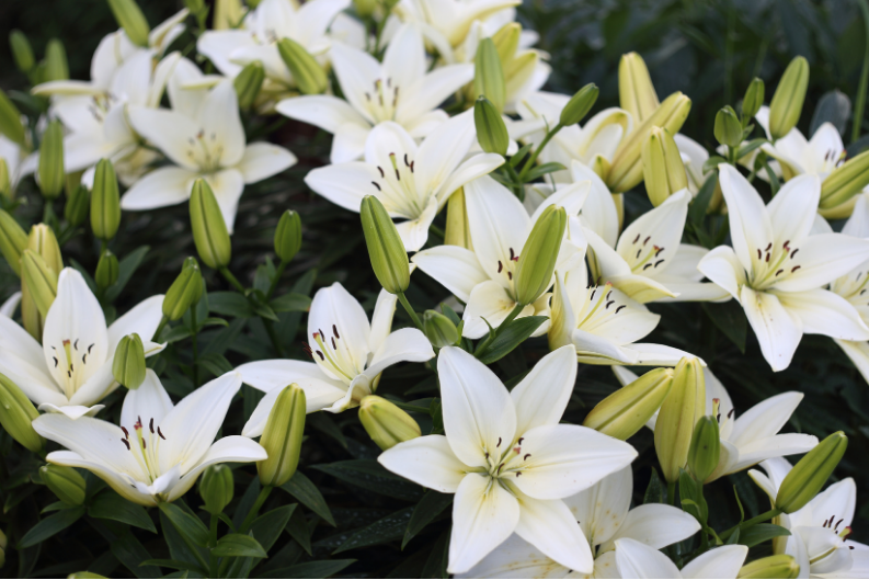 Say Hello to Lilies
