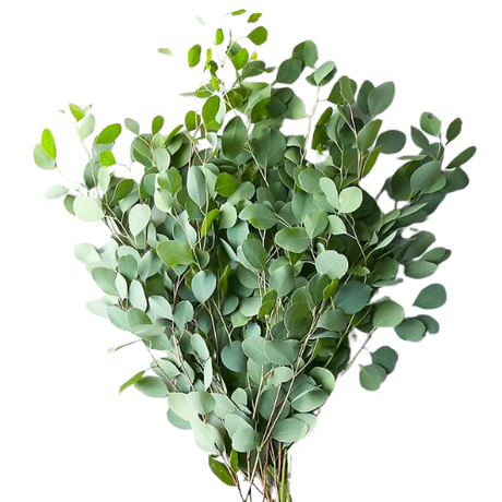 Imported Foliage Collection for Gardens, Bouquets, and Indoor Spaces