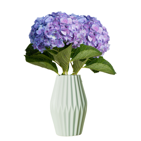 Hydrangea Singapore