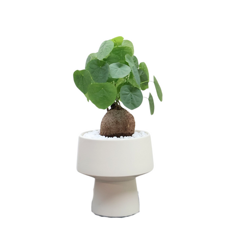 Plants, Plant Gifts, Orchid Plants