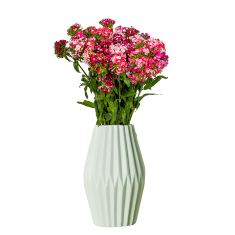 Sweet William / Verbena