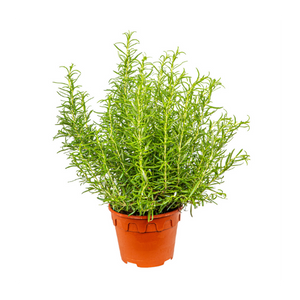 Herbs Plants