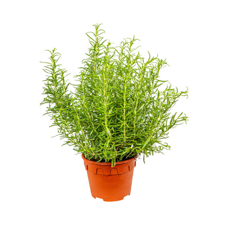 Herb Plants: Fresh Flavors for Your Kitchen and Garden