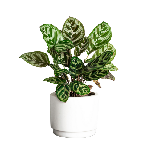 Best Indoor Plants Singapore Low Light & Large Plants JM JM Flower