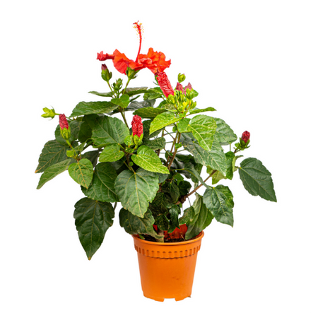 Outdoor Plants: Create Your Garden Oasis