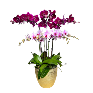Orchid Phalaenopsis Arrangement