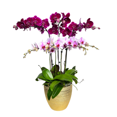 Orchid Bouquets and Arrangements