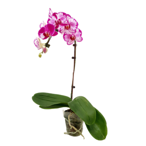 Phalaenopsis (Unpotted)