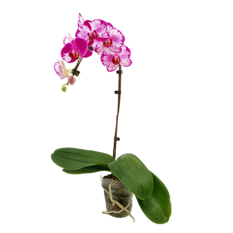 Orchid Plants (Non-Repotted)