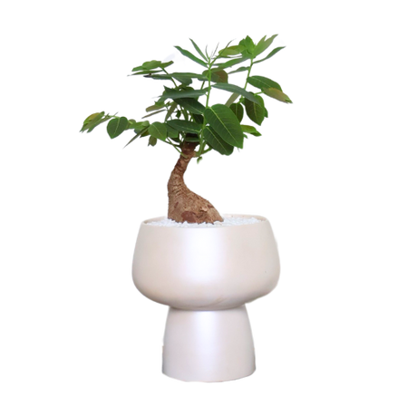 Plant Arrangements for Home and Office