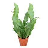 Asplenium Nidus (Crocodie Fern)