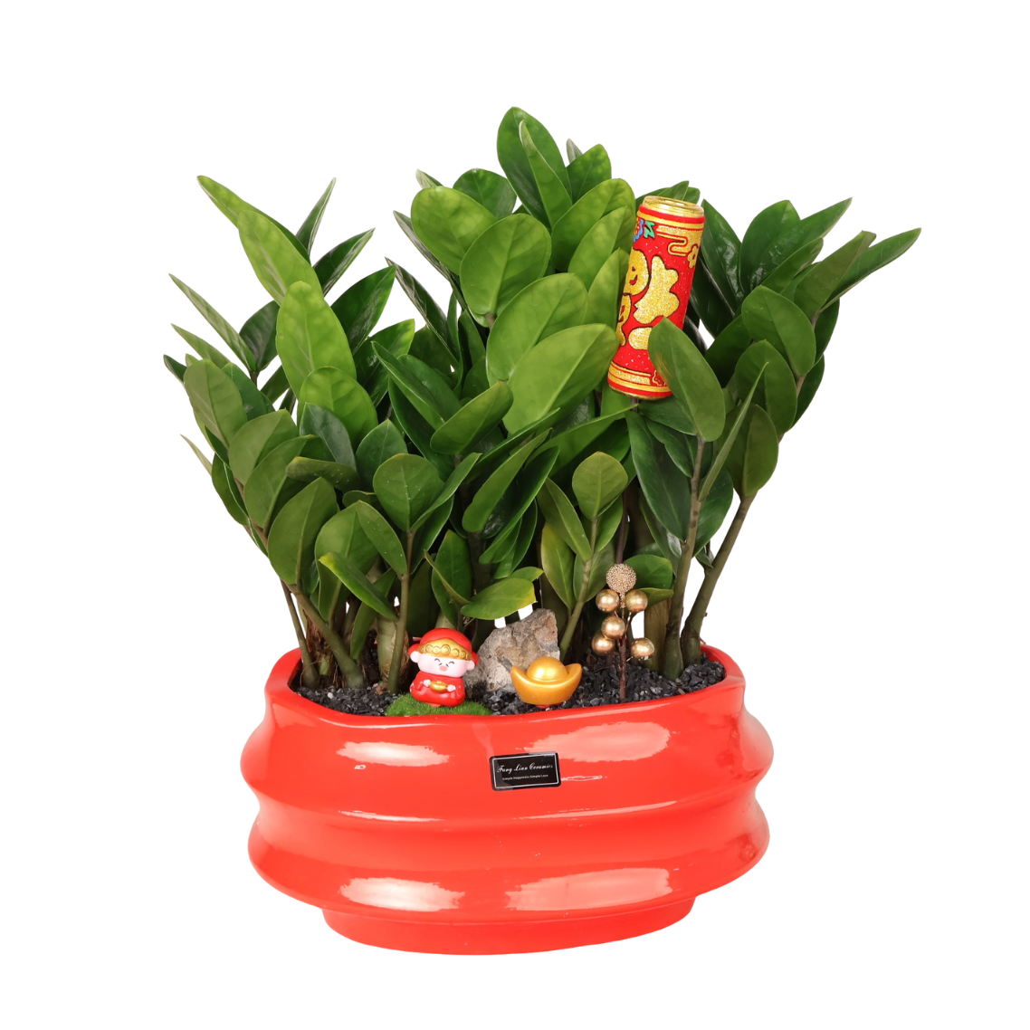 zamioculcas money tree Zamioculcas Zamiifolia Money Plant in Festive Pot (ZZ Plant 金钱树)