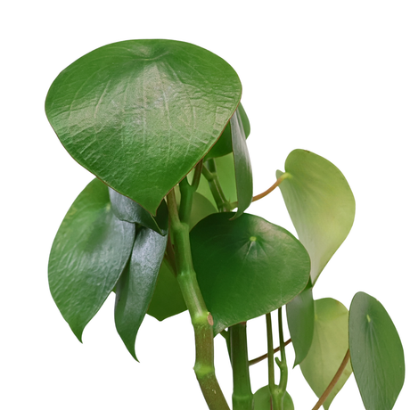 Peperomia (Raindrop)