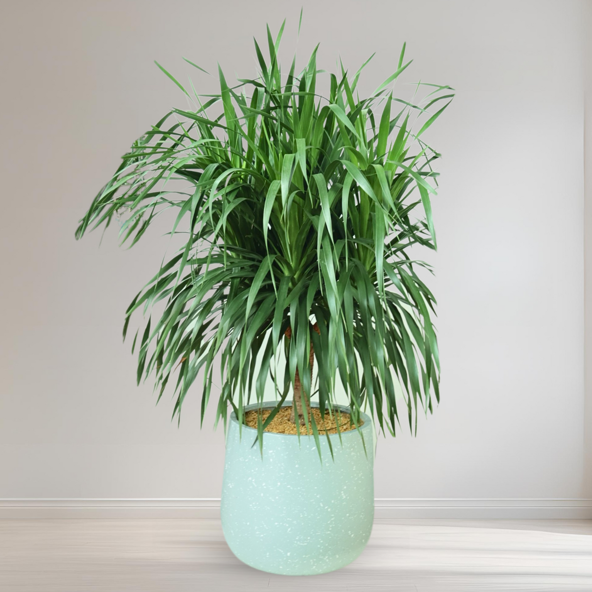 Ponytail Palm in Ceramic Pot