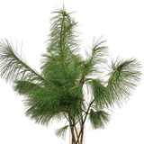 Pinus Pine 1.2M (China)