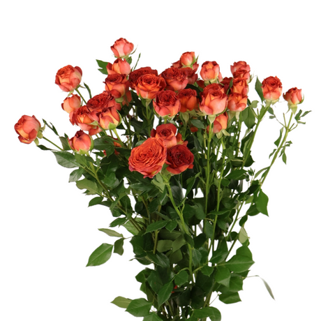 Rose Spray Small Bunch (China)