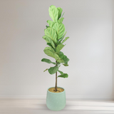 Ficus Lyrata (Fiddle-leaf fig)  in Ceramic Pot