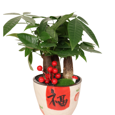 Pachira Plant in Festive Pot (Money Tree 发财树)