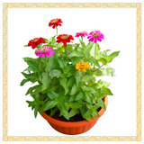 Zinnia Bowl