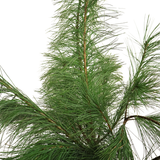 Pinus Pine 1.2M (China)