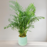 Yellow palm (Areca Palm) in Ceramic Pot