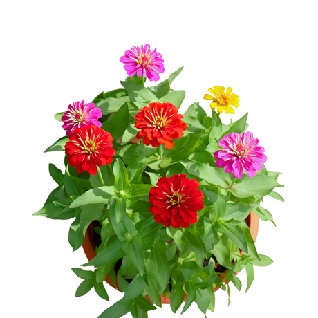 Zinnia Bowl