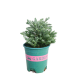 Sawara False Cypress