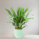 Dracaena Fragrans in Ceramic Pot