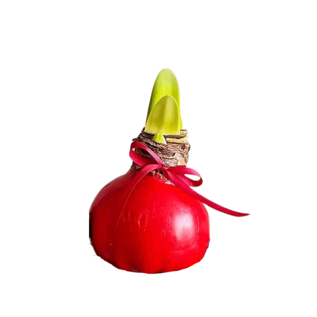 Amaryllis Wax Plant (朱顶兰)