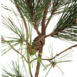 Pinus Pine (Taiwan)
