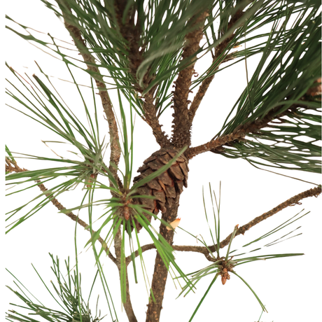 Pinus Pine (Taiwan)