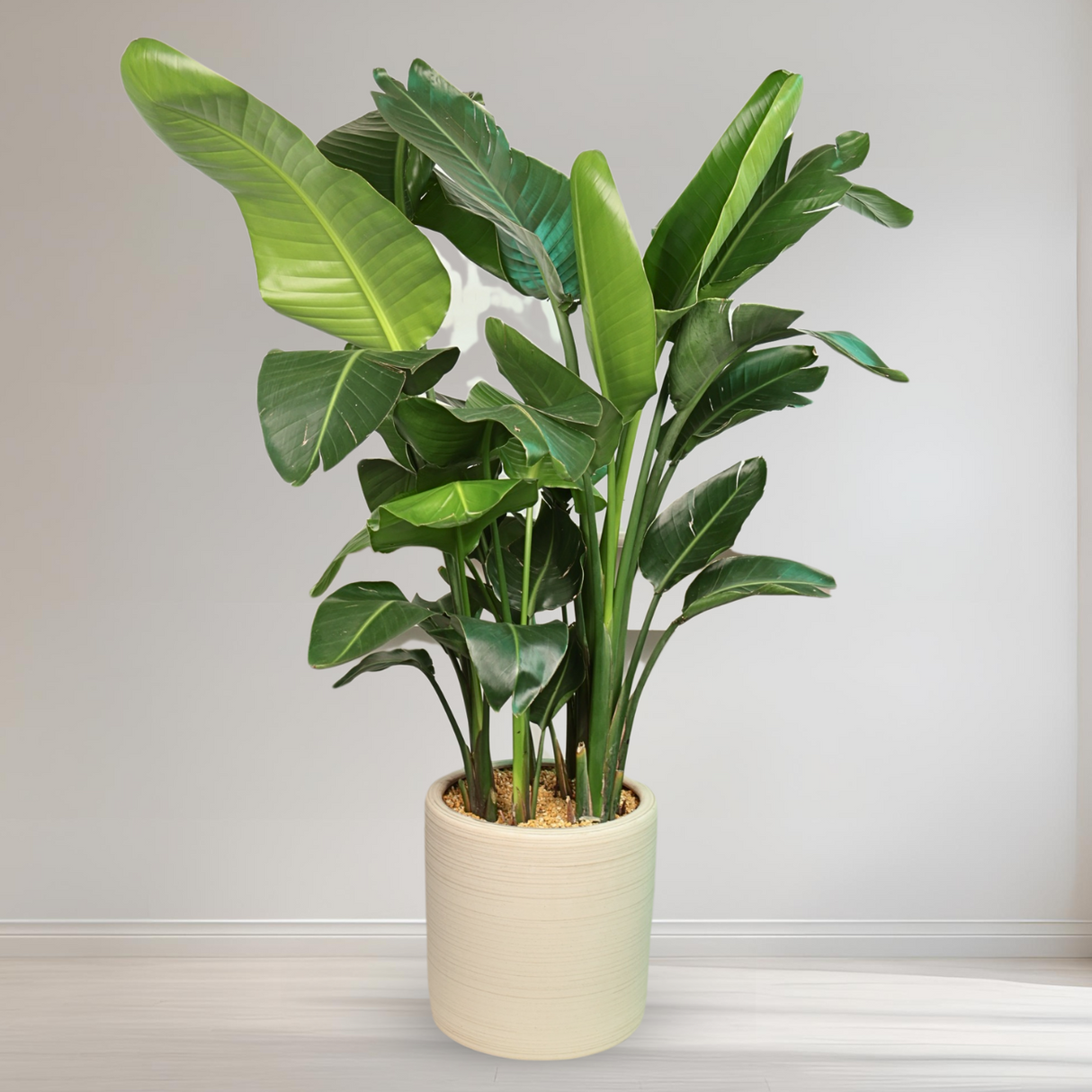 Bird of Paradise in Ceramic Pot