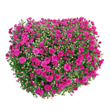 Baby Breath Chrysanthemum 205