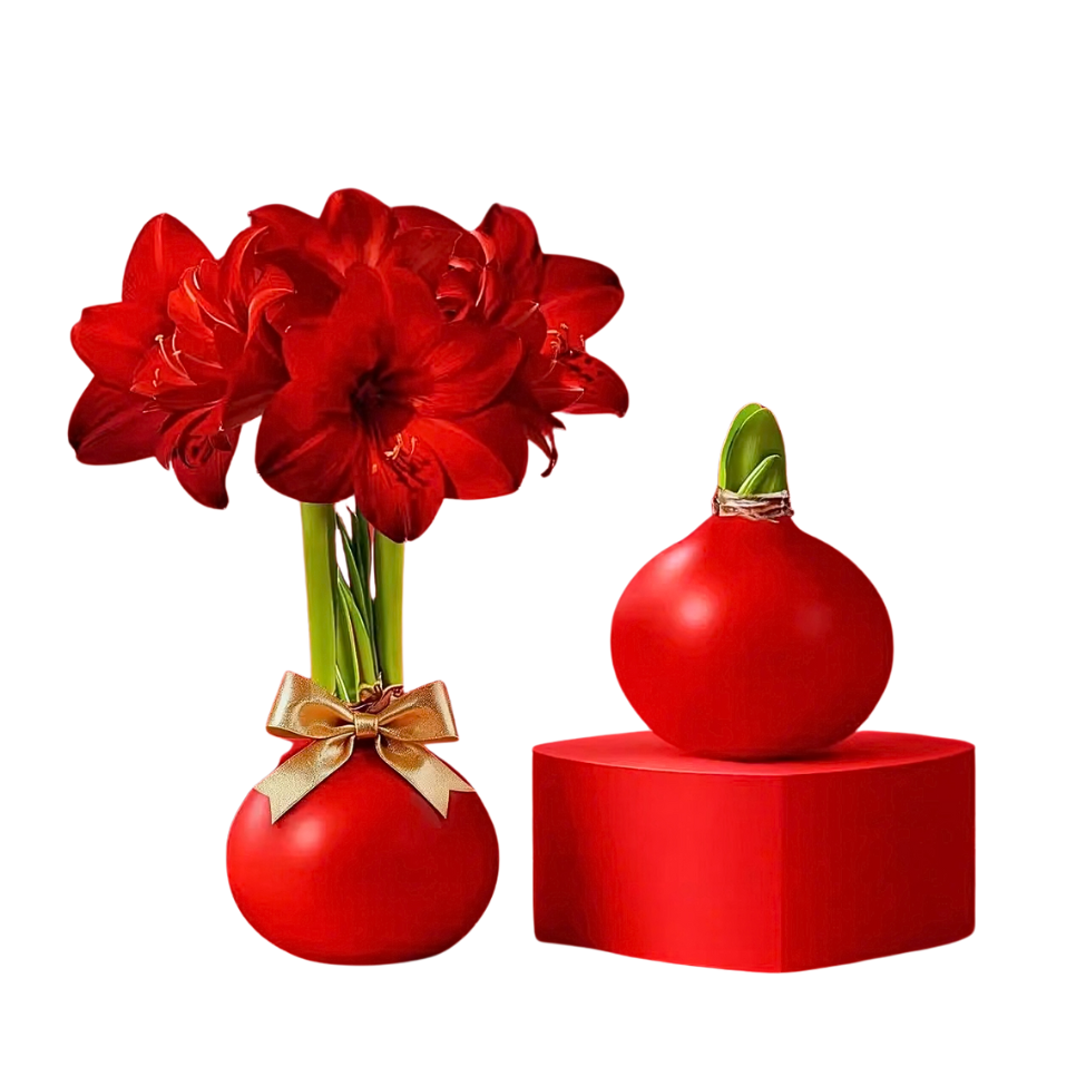 Amaryllisページ Amaryllis Wax Plant (朱顶兰)