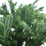 Sawara False Cypress