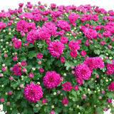 Baby Breath Chrysanthemum 205