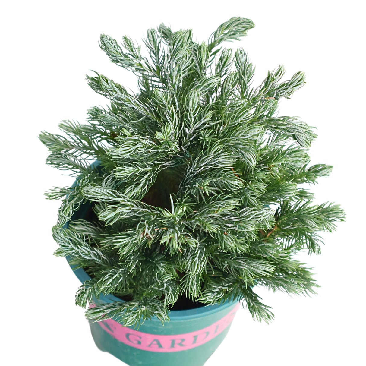 Sawara False Cypress