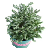 Sawara False Cypress