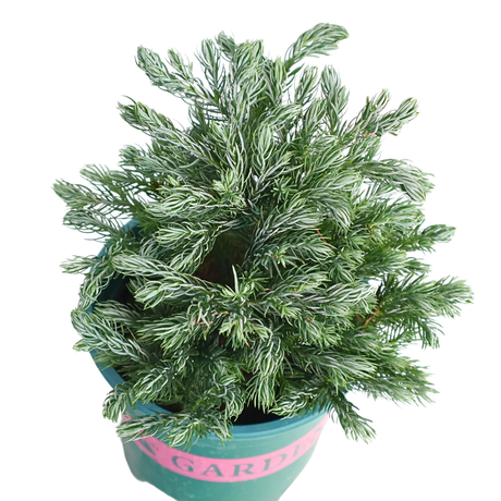 Sawara False Cypress