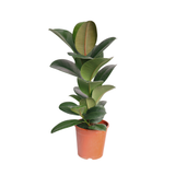 Ficus Robusta 印度榕 (Rubber Plant)