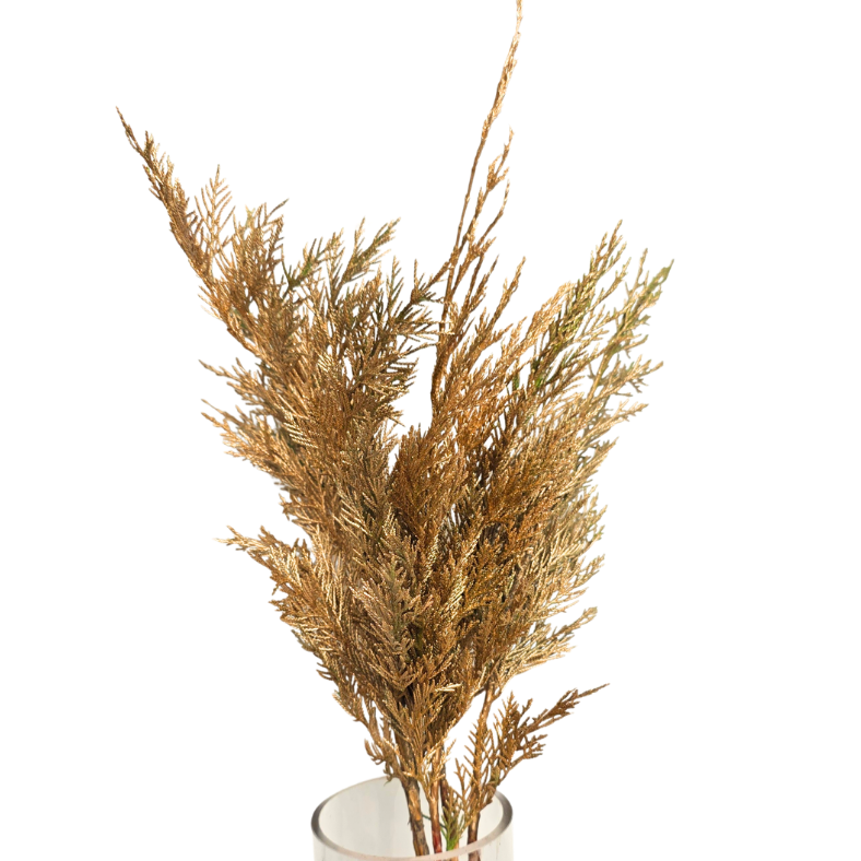 Cedar Christmas (South Africa)