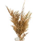 Cedar Christmas (South Africa)