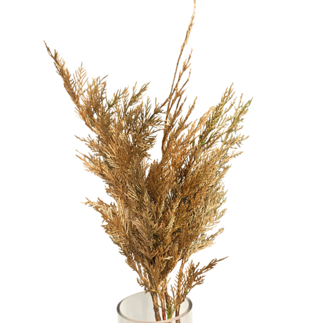 Cedar Christmas (South Africa)