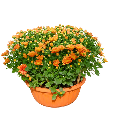 Baby Breath Chrysanthemum 205