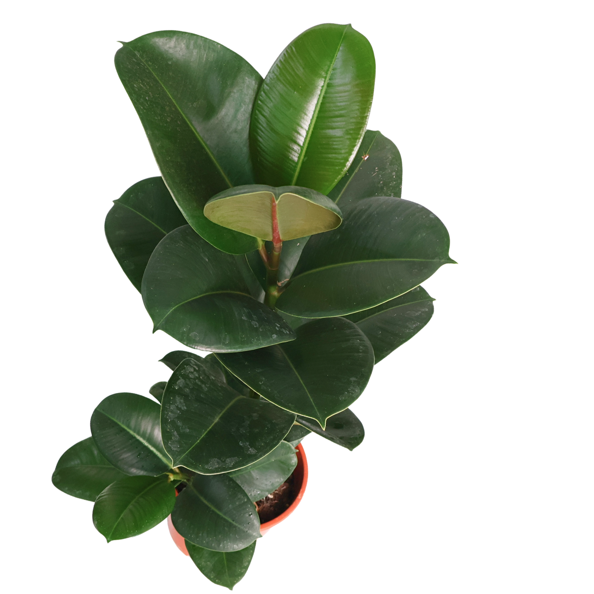 Ficus Robusta 印度榕 (Rubber Plant)
