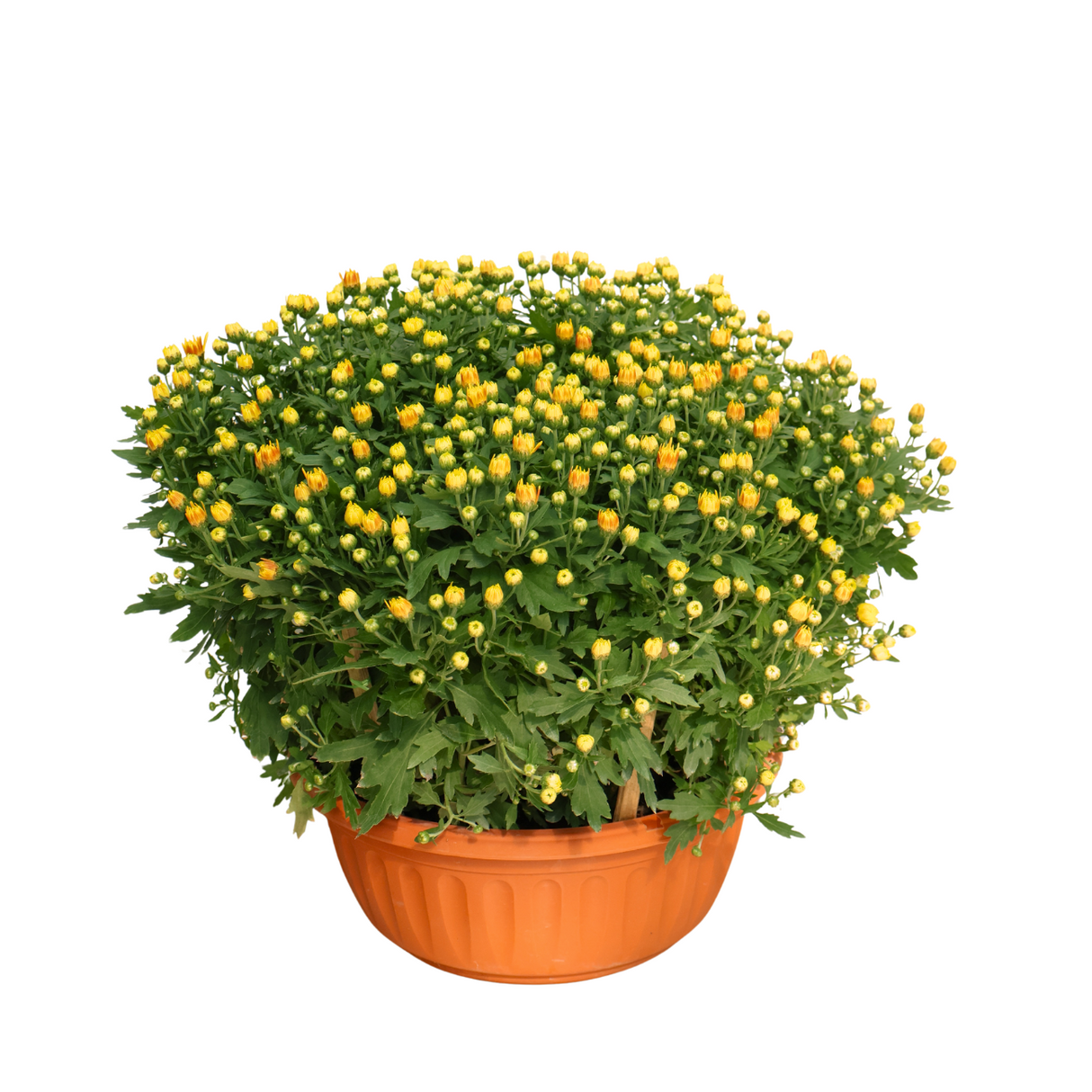 Baby Breath Chrysanthemum 205