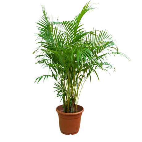 Areca palm (Yellow Palm)